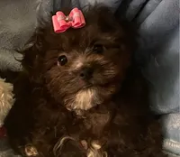 Molly - Genetic Testing - UTD Vaccines, a female Shihpoo for sale in Frederick, MD – 8 of 9