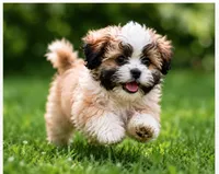 Zoe  ( LIttle Zoe Kisses ), a female Shihpoo for sale in Columbia, MD – 4 of 5