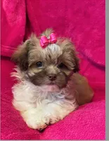 Bella ( Will Melt Your Heart ), a female Shihpoo for sale in Columbia, MD – 1 of 4