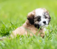 Zoe ( Genetic Testing ) UTD Vaccines., a female Shihpoo for sale in Frederick, MD – 3 of 8