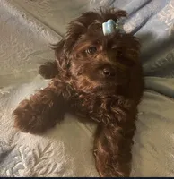Pooh Bear, a male Shihpoo for sale in Columbia, MD – 6 of 8