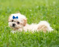 Brodie - Genetic Testing -  UTD Vaccines. , a male Shihpoo for sale in Frederick, MD – 5 of 5