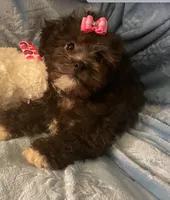 Molly - Genetic Testing - UTD Vaccines, a female Shihpoo for sale in Frederick, MD – 2 of 9