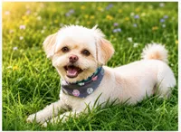Sammy - Neutered. (Genetic Testing) UTD Vaccines. , a male Shihpoo for sale in Columbia, MD – 3 of 7
