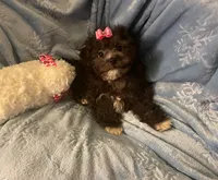 Molly - Genetic Testing - UTD Vaccines, a female Shihpoo for sale in Frederick, MD – 3 of 9