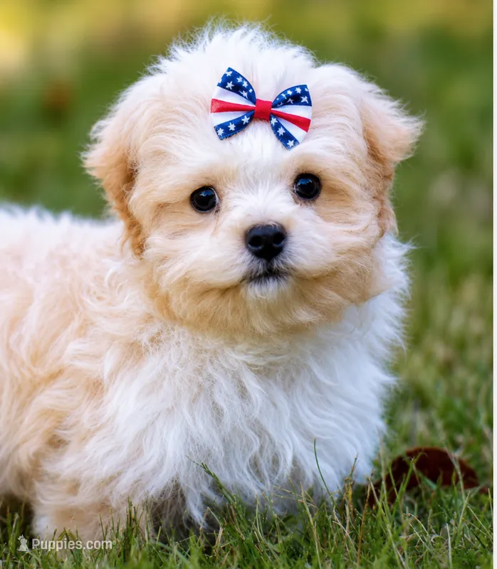 Victoria ( Beautiful Little Baby ) Vet Exam and Vaccines.  – Shihpoo puppy for sale in Columbia, MD