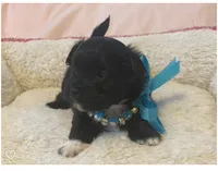 Winston , a male Shihpoo for sale in Columbia, MD – 2 of 5