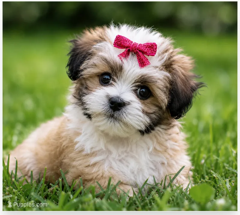 Zoe  ( LIttle Zoe Kisses ) – Shihpoo puppy for sale in Columbia, MD