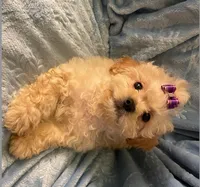 Bella, a female Shihpoo for sale in Columbia, MD – 7 of 7