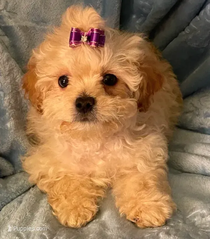 Bella – Shihpoo puppy for sale in Columbia, MD