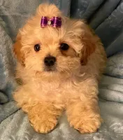 Bella, a female Shihpoo for sale in Columbia, MD – 1 of 7