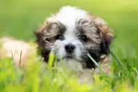 Zoe ( Little Zoe Kisses ) Vet Exam and Vaccines UTD, a female Shihpoo for sale in Columbia, MD – 3 of 7