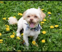 Sammy – Neutered, House Trained & Ready to Love, a male Shihpoo for sale in Columbia, MD – 7 of 8