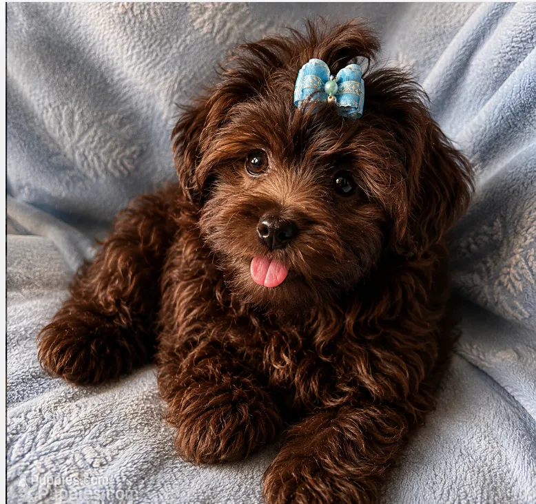 Pooh Bear – Shihpoo puppy for sale in Columbia, MD