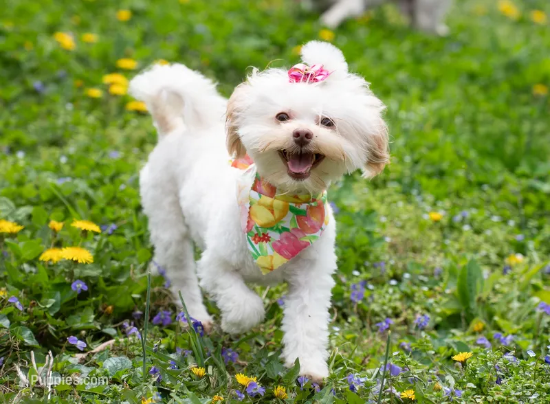 CoCo Chanel - Tiny, Spayed & House Trained – Shihpoo puppy for sale in Columbia, MD