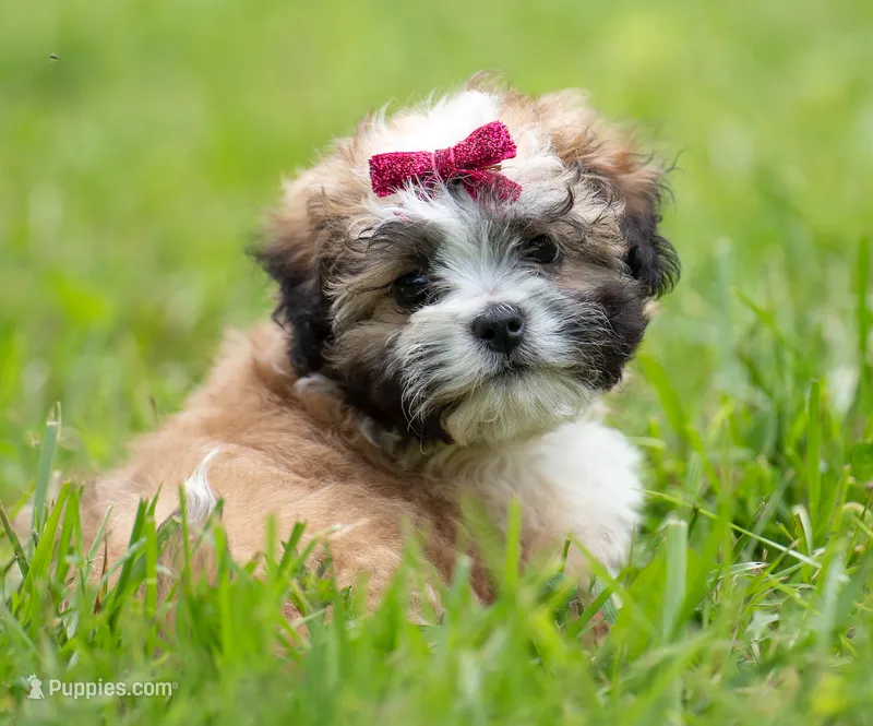 Zoe ( Genetic Testing ) UTD Vaccines.  – Shihpoo puppy for sale in Frederick, MD