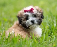 Zoe ( Genetic Testing ) UTD Vaccines., a female Shihpoo for sale in Frederick, MD – 1 of 8