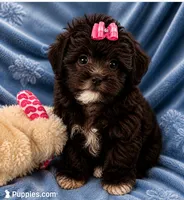 Molly ( Pick Me ), a female Shihpoo for sale in Columbia, MD – 3 of 4