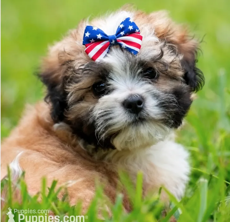 Zoe ( Little Zoe Kisses ) Vet Exam and Vaccines UTD – Shihpoo puppy for sale in Columbia, MD