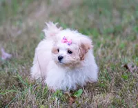 Victoria ( Beautiful Little Baby ) Vet Exam and Vaccines. , a female Shihpoo for sale in Columbia, MD – 6 of 8