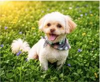 Sammy - Neutered. (Genetic Testing) UTD Vaccines. , a male Shihpoo for sale in Columbia, MD – 6 of 7