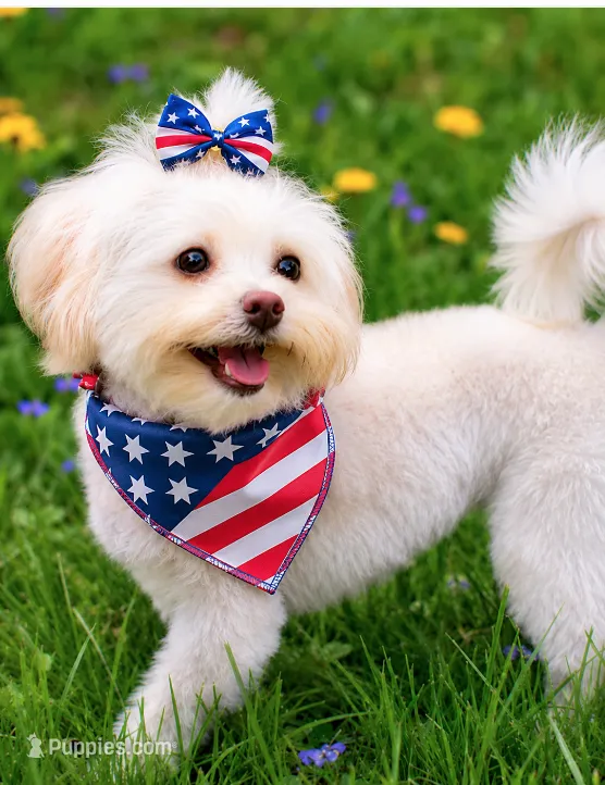 CoCo Chanel (Genetic Testing) Spayed. UTD vaccines. House trained.  – Shihpoo puppy for sale in Columbia, MD