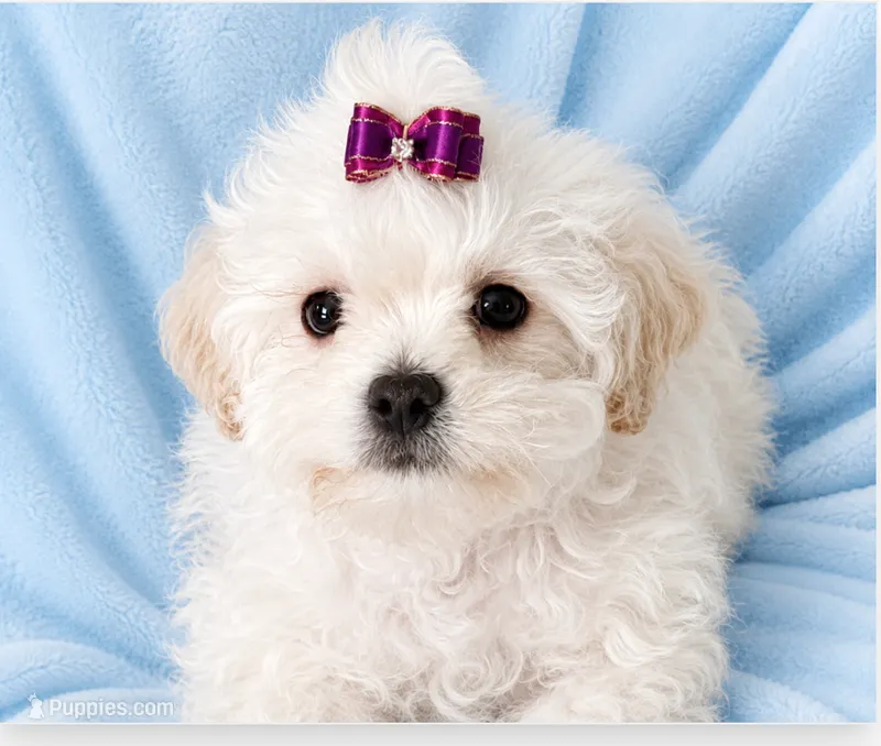 Brodie  – Shihpoo puppy for sale in Columbia, MD