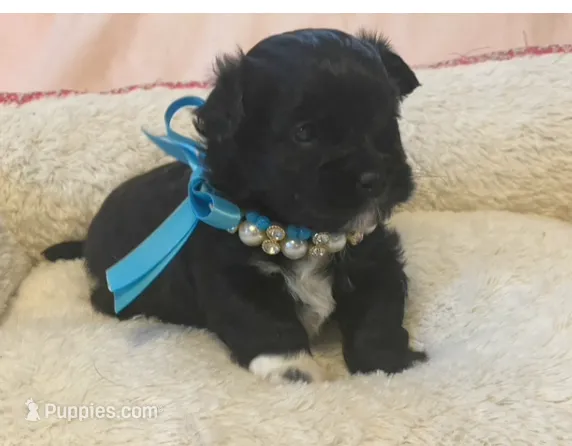 Winston  – Shihpoo puppy on hold in Columbia, MD