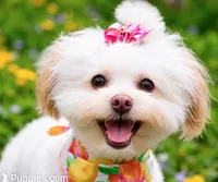 CoCo Chanel - Tiny, Spayed & House Trained, a female Shihpoo for sale in Columbia, MD – 2 of 3