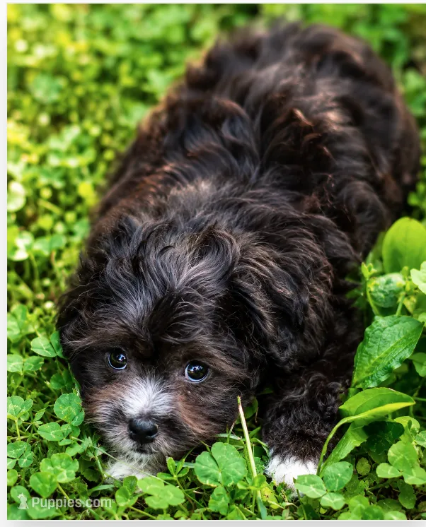 Molly – Shihpoo puppy for sale in Columbia, MD