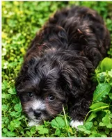 Molly ( Pick Me ), a female Shihpoo for sale in Columbia, MD – 1 of 4
