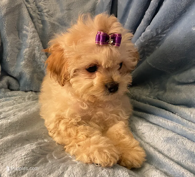 Brodie ( Genetic Testing )  – Shihpoo puppy for sale in Frederick, MD