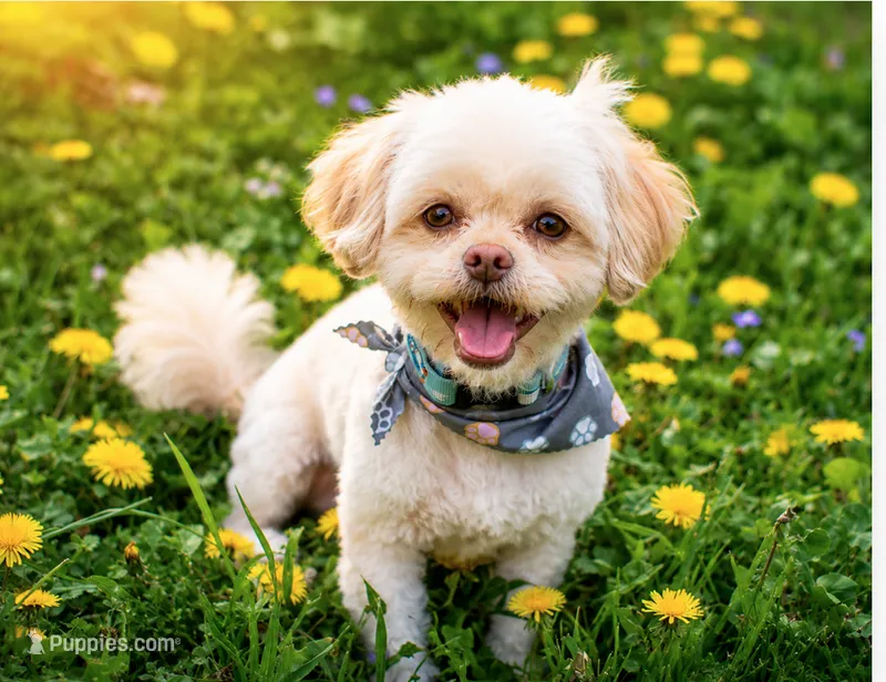 Sammy – Neutered, House Trained & Ready to Love – Shihpoo puppy for sale in Columbia, MD