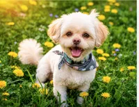Sammy - Neutered. (Genetic Testing) UTD Vaccines. , a male Shihpoo for sale in Columbia, MD – 5 of 7