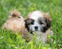 Zoe ( Little Zoe Kisses ) Vet Exam and Vaccines UTD, a female Shihpoo for sale in Columbia, MD – 1 of 7