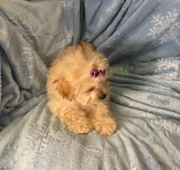 Bella, a female Shihpoo for sale in Columbia, MD – 4 of 7