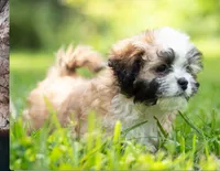 Zoe ( Genetic Testing ) UTD Vaccines., a female Shihpoo for sale in Frederick, MD – 7 of 8