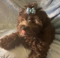 Pooh Bear, a male Shihpoo for sale in Columbia, MD – 7 of 8