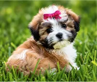 Zoe  ( Pick Me ), a female Shihpoo for sale in Columbia, MD – 3 of 5