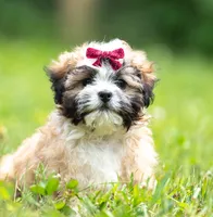 Zoe ( Genetic Testing ) UTD Vaccines., a female Shihpoo for sale in Frederick, MD – 2 of 8