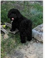Oreo (Neutered) Genetic Testing. UTD Vaccines. , a male Shihpoo for sale in Columbia, MD – 2 of 4