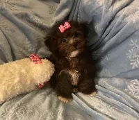 Molly - Genetic Testing - UTD Vaccines, a female Shihpoo for sale in Frederick, MD – 4 of 9