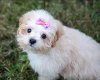 Victoria ( Beautiful Little Baby ) Vet Exam and Vaccines. , a female Shihpoo for sale in Columbia, MD – 8 of 8