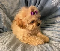 Bella, a female Shihpoo for sale in Columbia, MD – 2 of 7