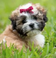Zoe ( Little Zoe Kisses ) Vet Exam and Vaccines UTD, a female Shihpoo for sale in Columbia, MD – 7 of 7