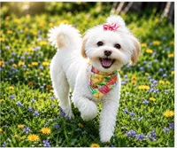 CoCo Chanel (Genetic Testing) Spayed. UTD vaccines. House trained. , a female Shihpoo for sale in Columbia, MD – 1 of 2