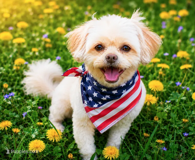 Sammy - Neutered. (Genetic Testing) UTD Vaccines.  – Shihpoo puppy for sale in Columbia, MD