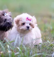 Victoria ( Beautiful Little Baby ) Vet Exam and Vaccines. , a female Shihpoo for sale in Columbia, MD – 4 of 8