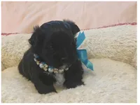 Winston , a male Shihpoo for sale in Columbia, MD – 4 of 5