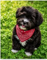 Molly  ( Little Partner in Crime ), a female Shihpoo for sale in Columbia, MD – 1 of 6